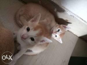 3 kitten 1female and 2male.. 52 days age. need