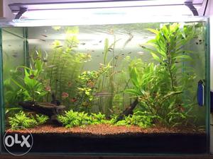 3ft planted tank with dophin c external