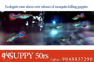 4 GUPPY 50rs