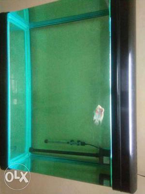 4 feet imported tank with 4 inch flower horn