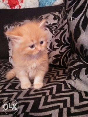40 days persian kitten male for sale