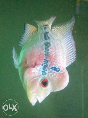 4inch flowerhorn at whole sale price...no