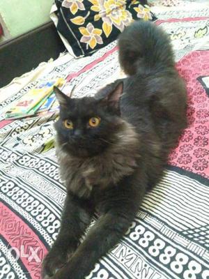 A pair of persian doll face cat... 8 months old...