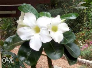 Adenium white saplings.