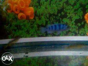 African Cichlids pair For Sale