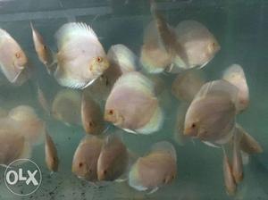 Albino Discus 4 inches available for sale,parcel