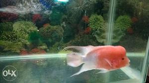 Albino Flowerhorn Fish