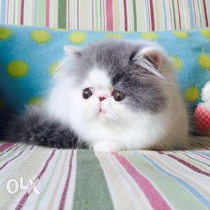 All types of persian cats available im all