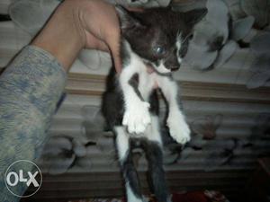 American short hair black and white kitten