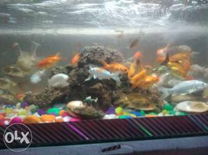 Aquarium Fishes and aquariums for reasonable price