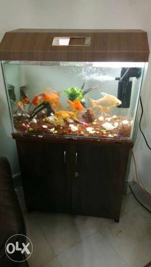 Aquarium with fishes in very good condition.