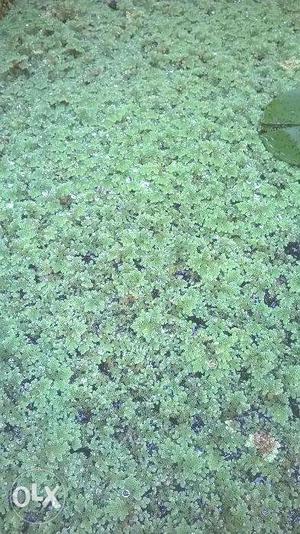 Azolla For Sale