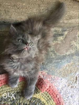 Beatiful persian kittens for sale 1month cats