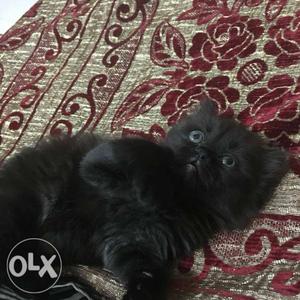 Beautiful black Persian cat (kitten) female 3 months old