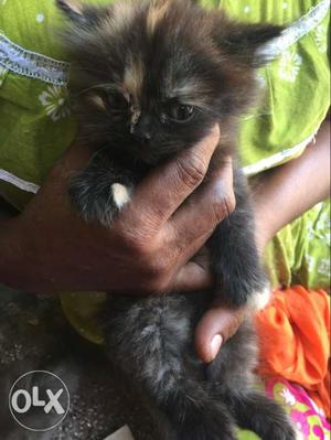 Beautiful persian kittens for sale pets cats