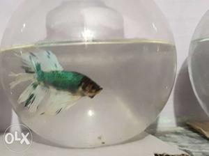 Betta fish for Sale.more fishes available