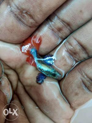 Big ear guppy breeding pair available contact