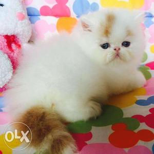Big eyes cute persian kitten for sale cod