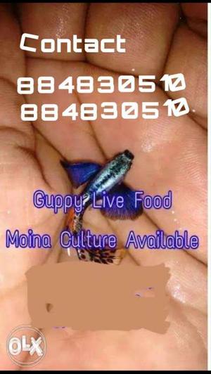 Black And Blue Guppy Fish