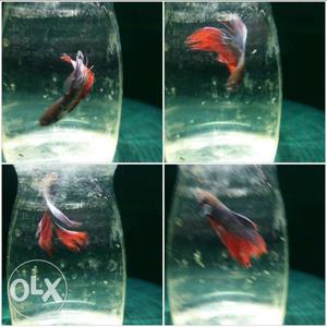 Black And Red Beta Fish Collage