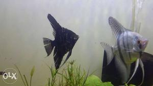 Black And Silver Angel Fishes