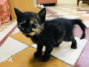 Black and brown persian cat +2 months old...