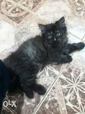 Black colour female kitten 2month kitten whtsp