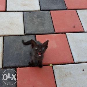 Black kitten, healthy and vaccinated, very