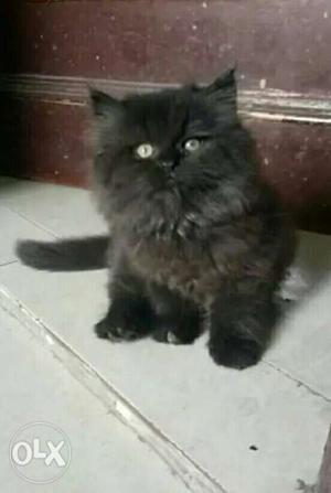 Black kitten semipunch
