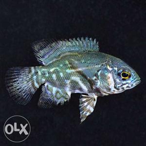 Black oscar fish pair 2.5 inch size