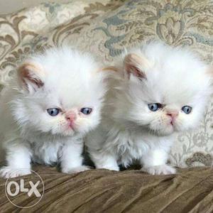 Blue Eyes Kittens