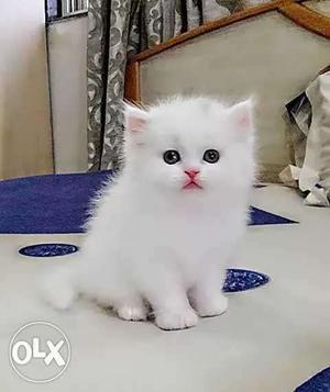 Blue Eyes Snow White Pure Persian Male Kittens Available