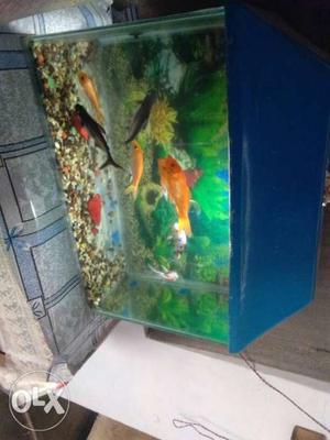 Blue Framed Fish Tank]