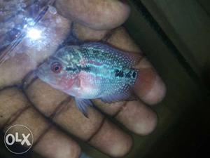 Blue, Pink, And Gray Flowerhorn Cichlid