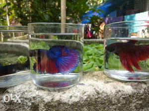 Blue, Red, And Purple Betta Fish