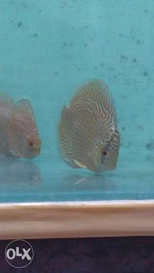 Blue and snow leop discus