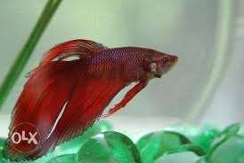 Blue coloured betta fish Only rs 70