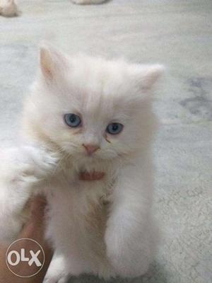Blue eyes white doll face persian kitten.