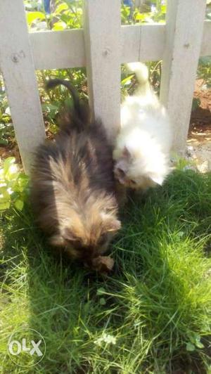 Brown And White Persian Cats