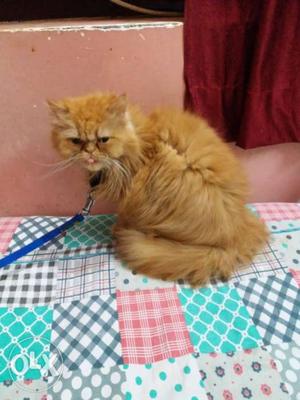 Brown female persian Cat 11 months old