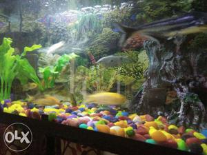 Buy aquarium with filter and drcorations along
