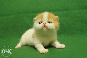 Cash on delivery so cute persian kitten for kitten sale in