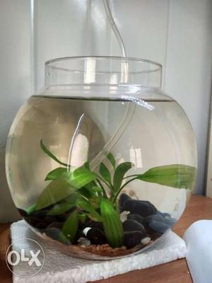 Crystal Clean Fish Bowl for Growing Guppies and