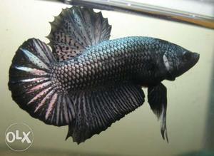 Deepali Aqua Fish