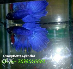 Delta betta crowntail Thailand breed.we provide delivery too