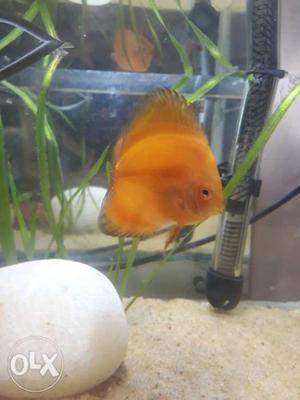 Discus Fish up for grabs (1 pair) gold yellow and