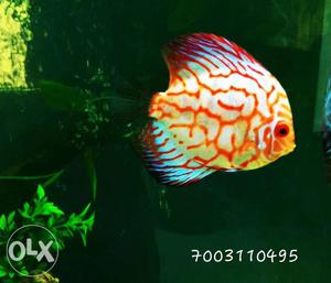 Discus fish size 4.5 to 5 inch, rs  each.