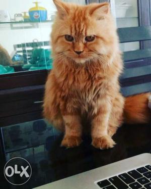 Doll faced persian cat for mating only.. Ginger