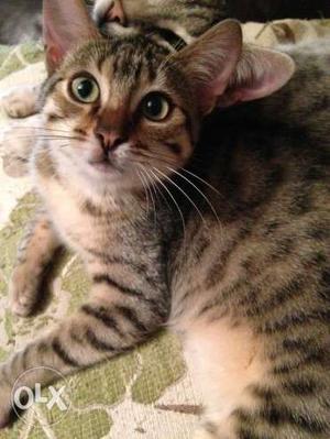 Egyptian Mau 3 Months old