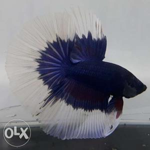 Emported betta fish Rs.250